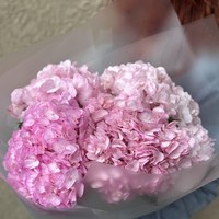 Гортензия