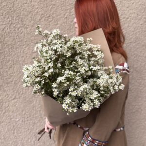 Букет из хамелациума (ваксфлауэр) в упаковке