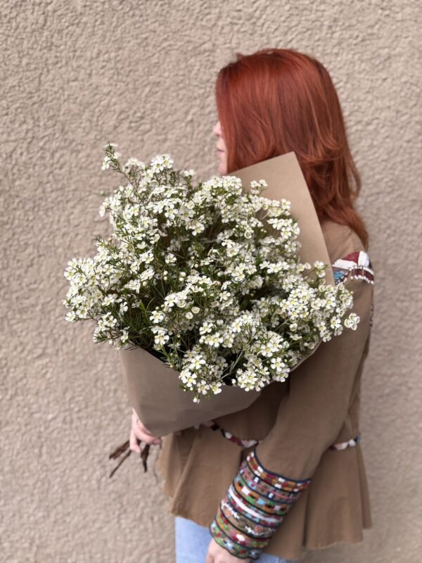 Букет из хамелациума (ваксфлауэр) в упаковке